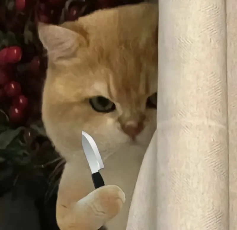 Một pha đáng yêu kiểu cầm dao meme mèo bựa