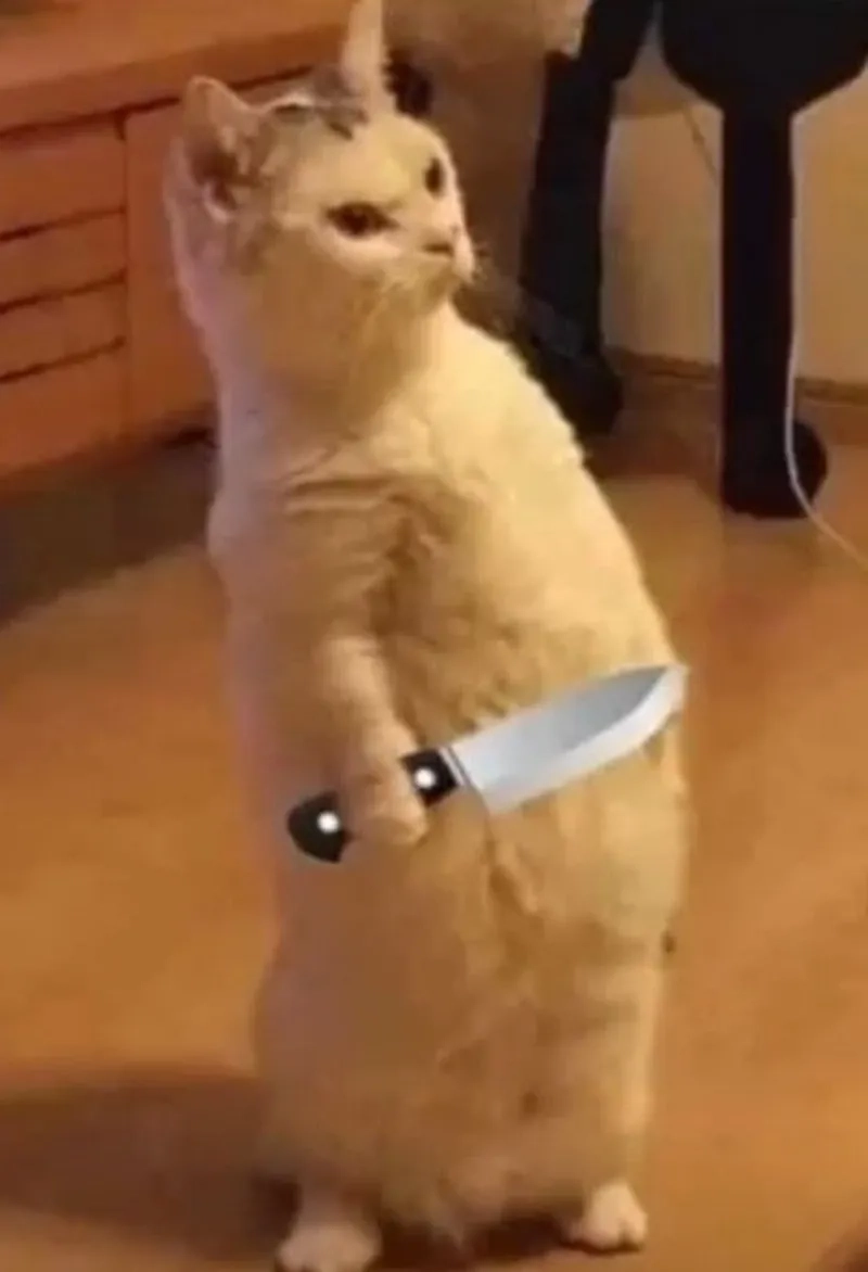 Tới từ địa ngục là hình meme mèo cầm dao