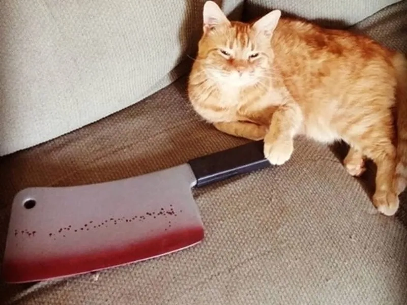 Thay mood bằng hình ảnh meme mèo cầm dao
