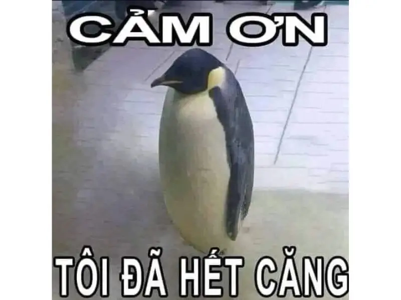 Dùng ngay ảnh meme cảm ơn để lan toả năng lượng tích cực