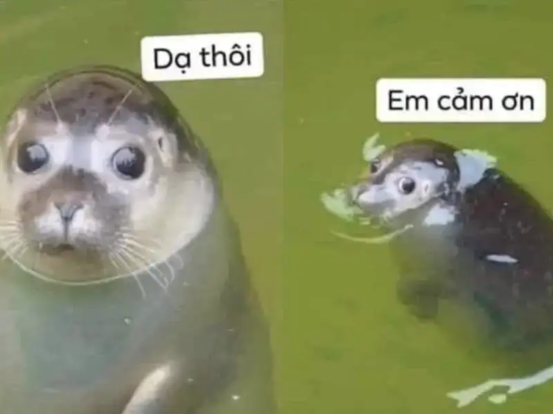 Cười đau bụng với bộ meme cảm ơn hài hước cực chất
