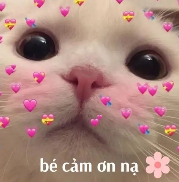 Đáng yêu không cưỡng nổi với meme cảm ơn dễ thương