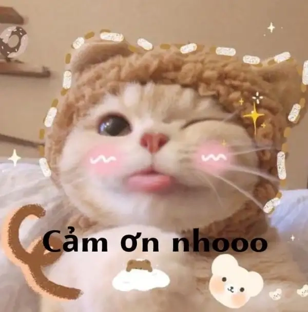 Sến sẩm nhưng đáng yêu cùng meme cảm ơn sến