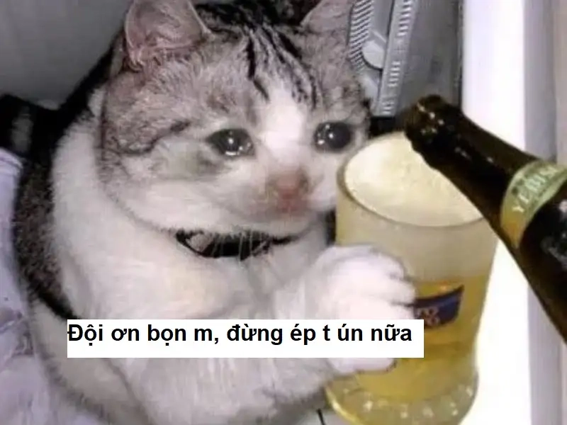 Cưng muốn xỉu với meme con mèo cảm ơn