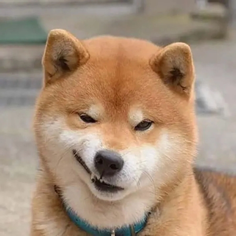 Đỉnh cao cà khịa đến từ meme chó cười đểu chuẩn chỉnh