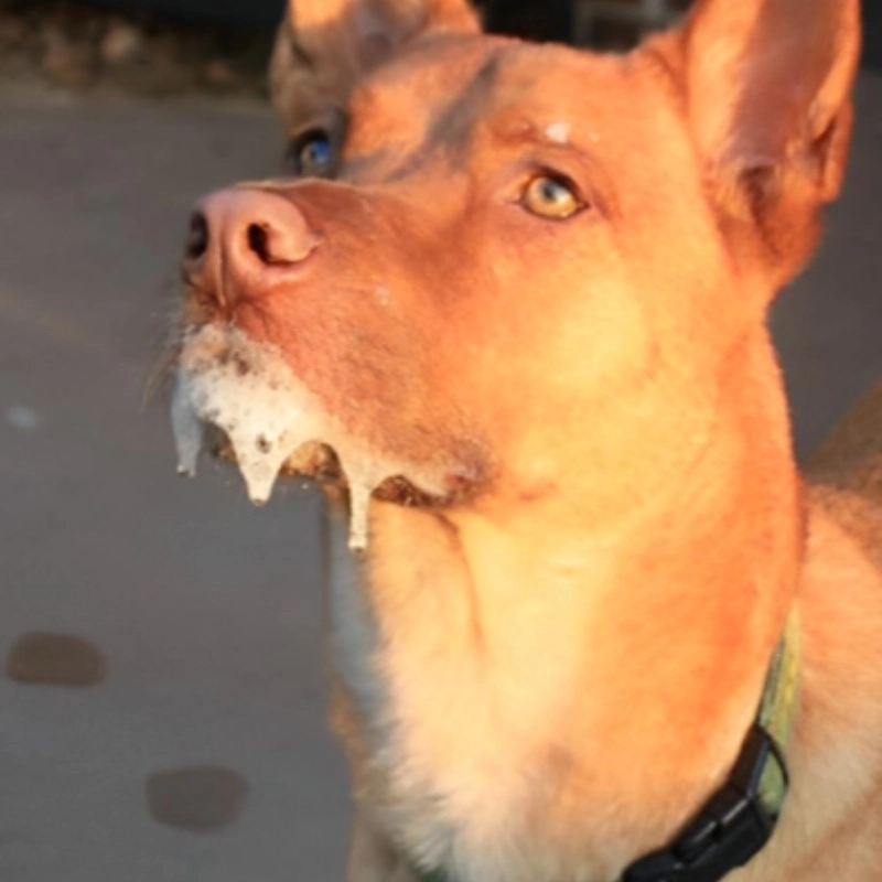 Hình ảnh meme chó chảy nước miếng khiến dân mạng phát cuồng vì quá hài