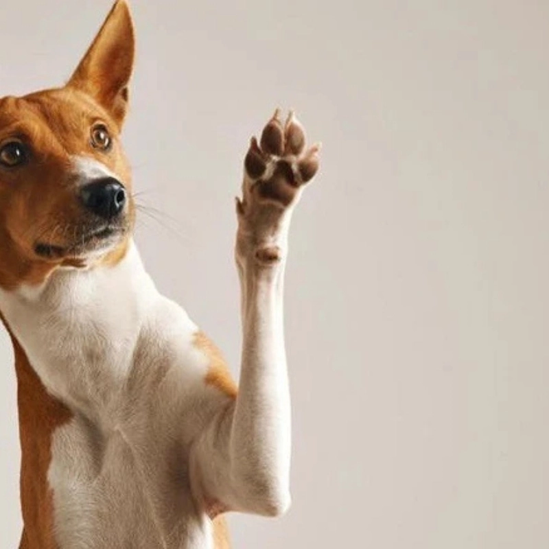 Cà khịa chất chơi cùng meme chó chỉ tay đang viral cực mạnh