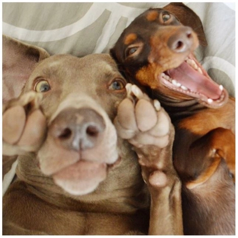 Cận cảnh pha dí mặt huyền thoại của meme chó dí mặt