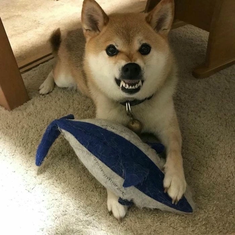 Gặm cho đã với biểu cảm bá đạo từ meme chó gặm