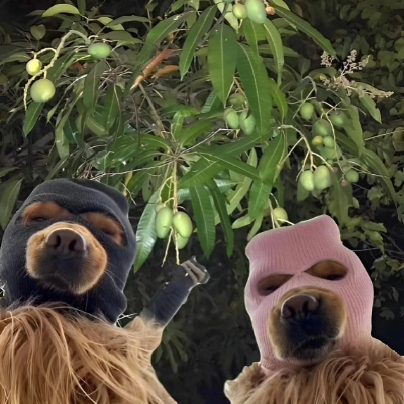 Cảnh giới mới của tội phạm cute là meme chó ăn trộm