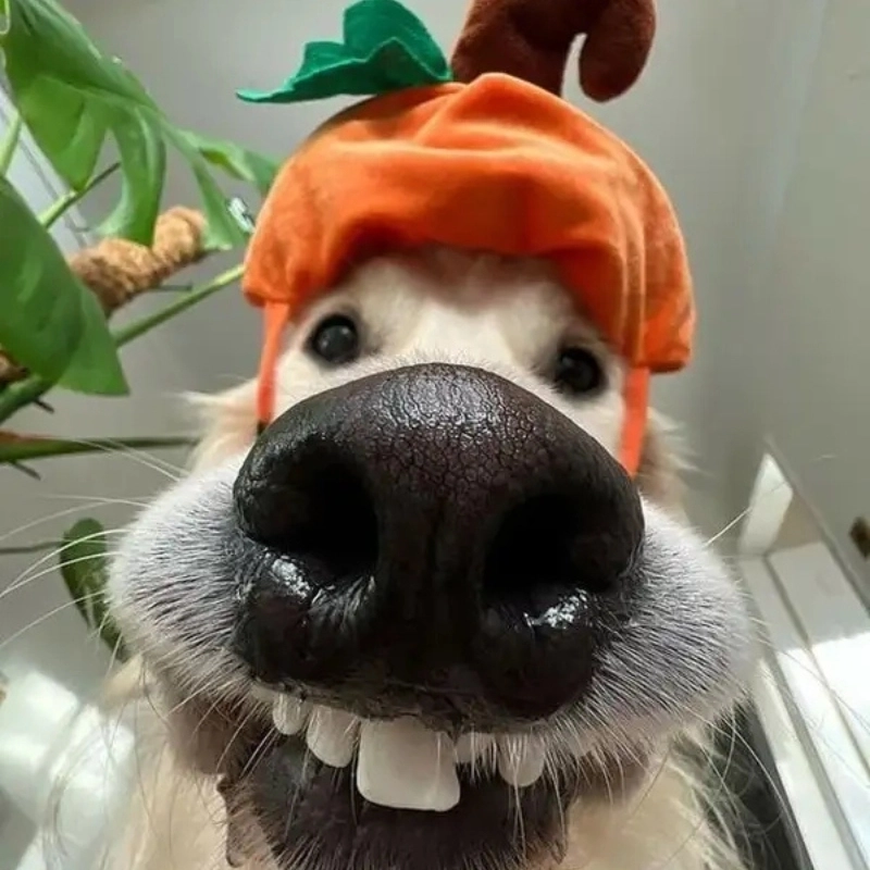 Đỉnh cao sống ảo đến từ meme chó selfie chất phát ngất