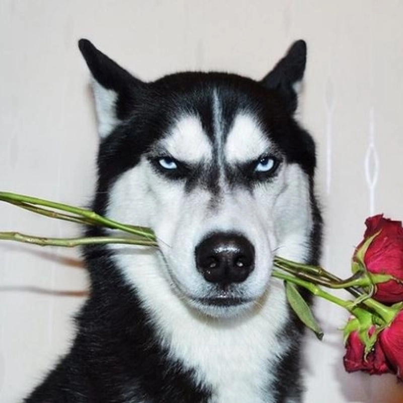 Yêu là phải nói như meme chó tặng hoa cực tình cảm