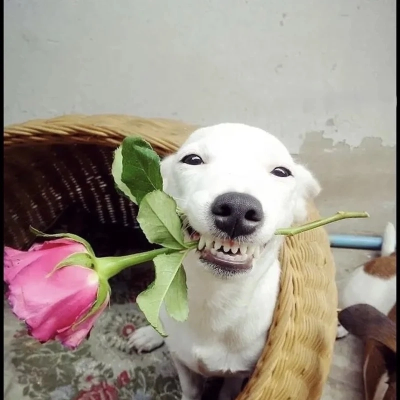 Bùng nổ sự đáng yêu với meme chó ngậm hoa chill nhẹ