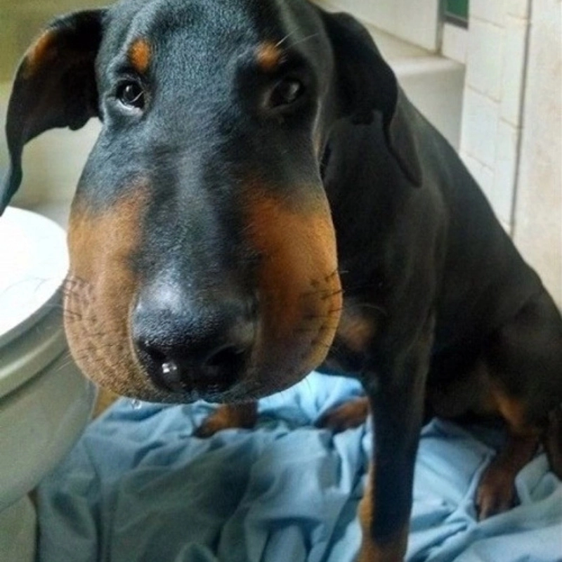 Gương mặt “nở hoa” sau pha meme chó bị ong đốt