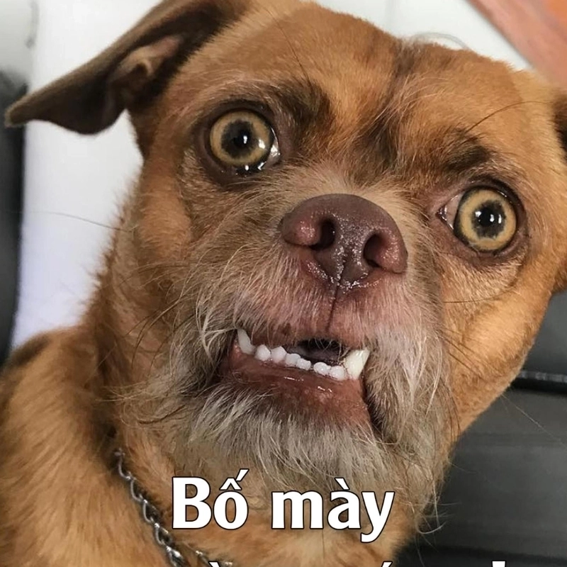 Không biết sợ là gì như biểu cảm trong meme chó hoảng hốt