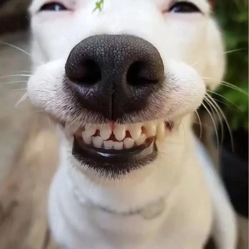 Biểu cảm lạnh lùng đỉnh cao từ meme chó trắng