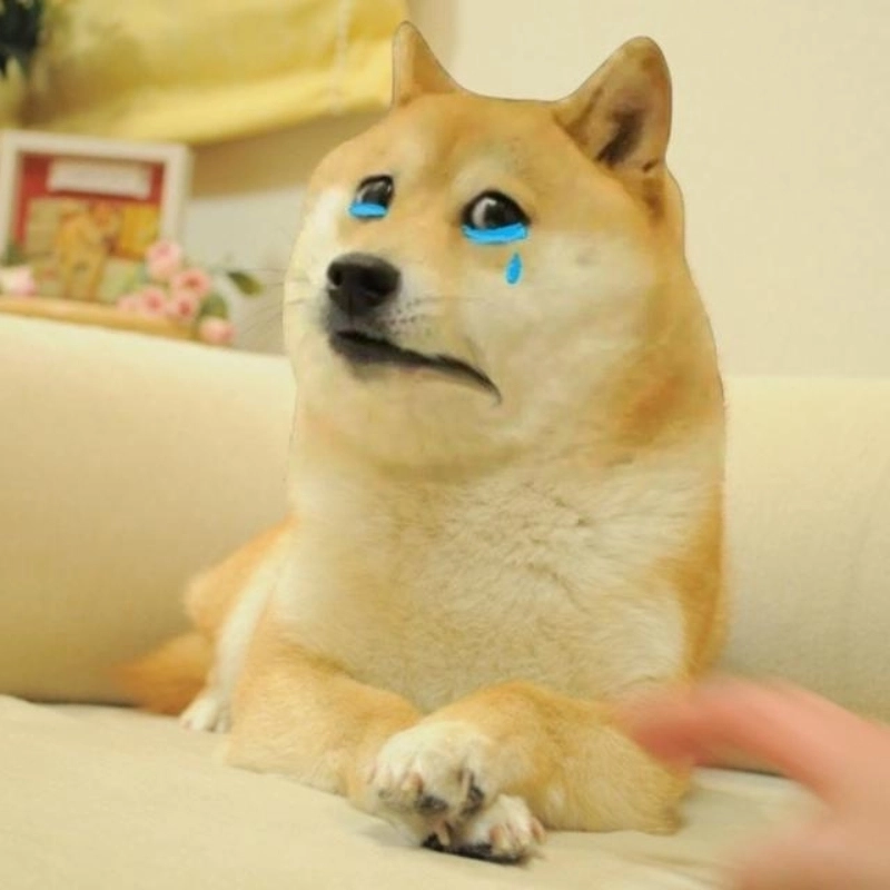 Gương mặt vàng trong làng meme: meme chó vàng