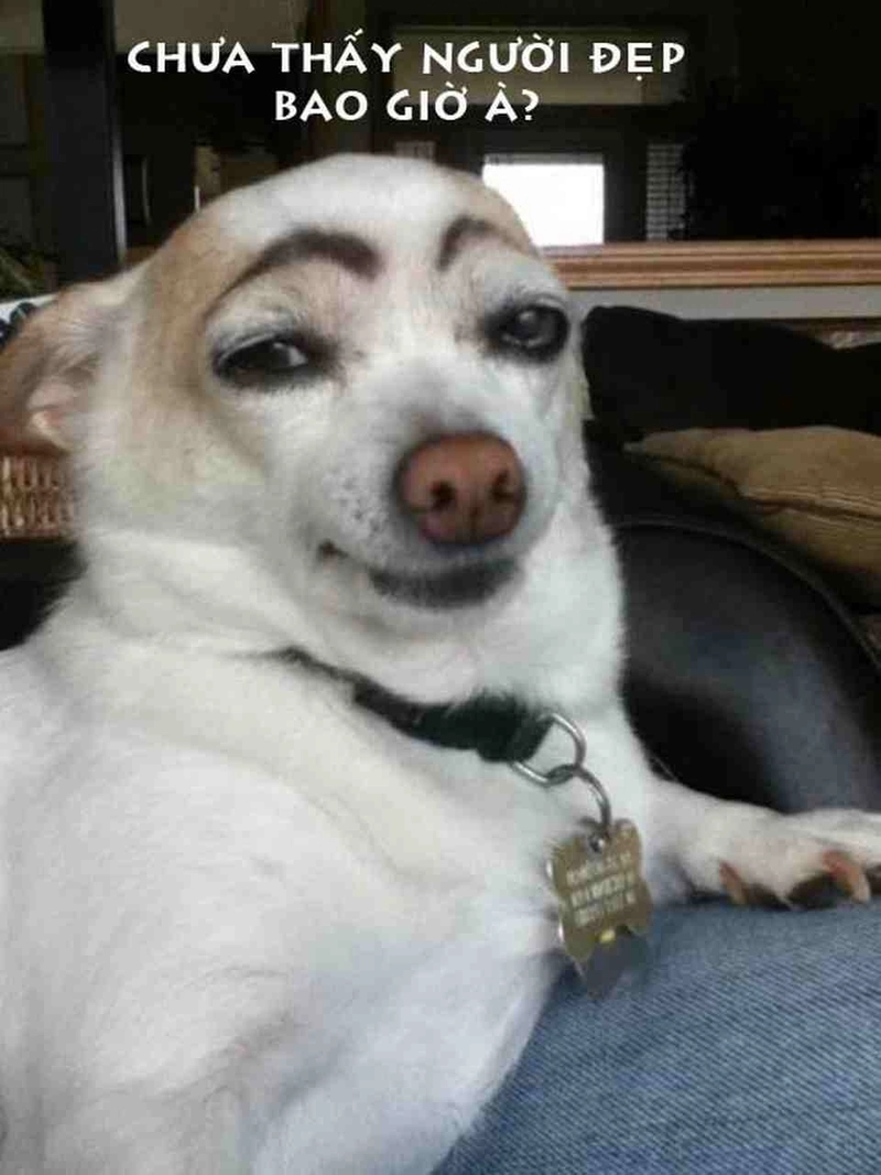 Sự trở lại đầy oai phong của meme chó trắng