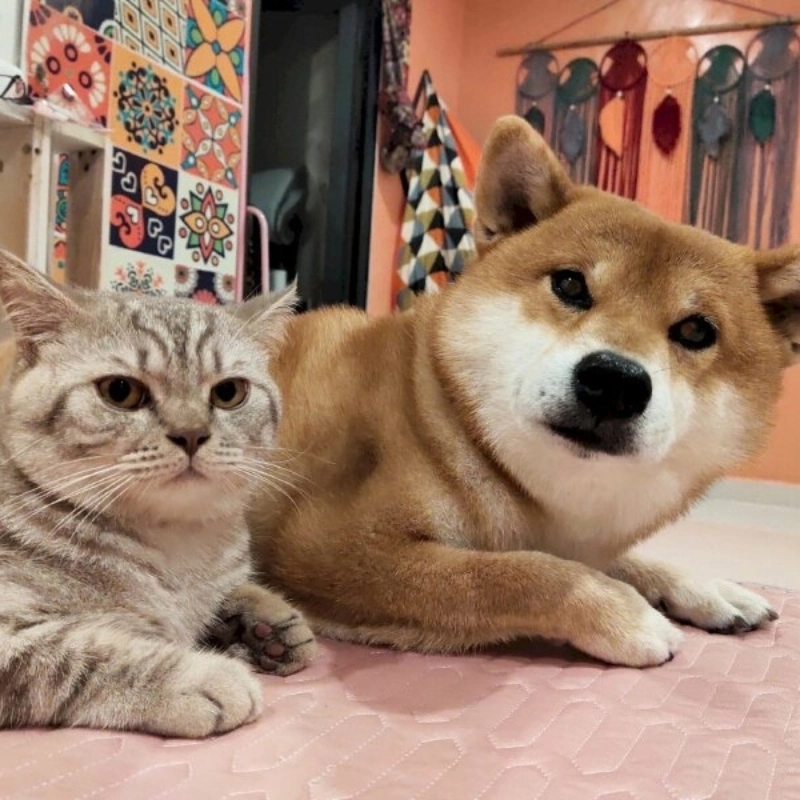 Tình huynh đệ gắn bó trong meme chó mèo cute khiến ai cũng mềm lòng