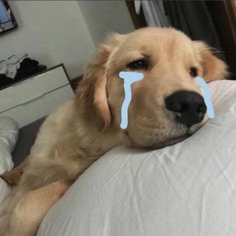 Đỉnh cao meme không thể thiếu cheems meme chó huyền thoại