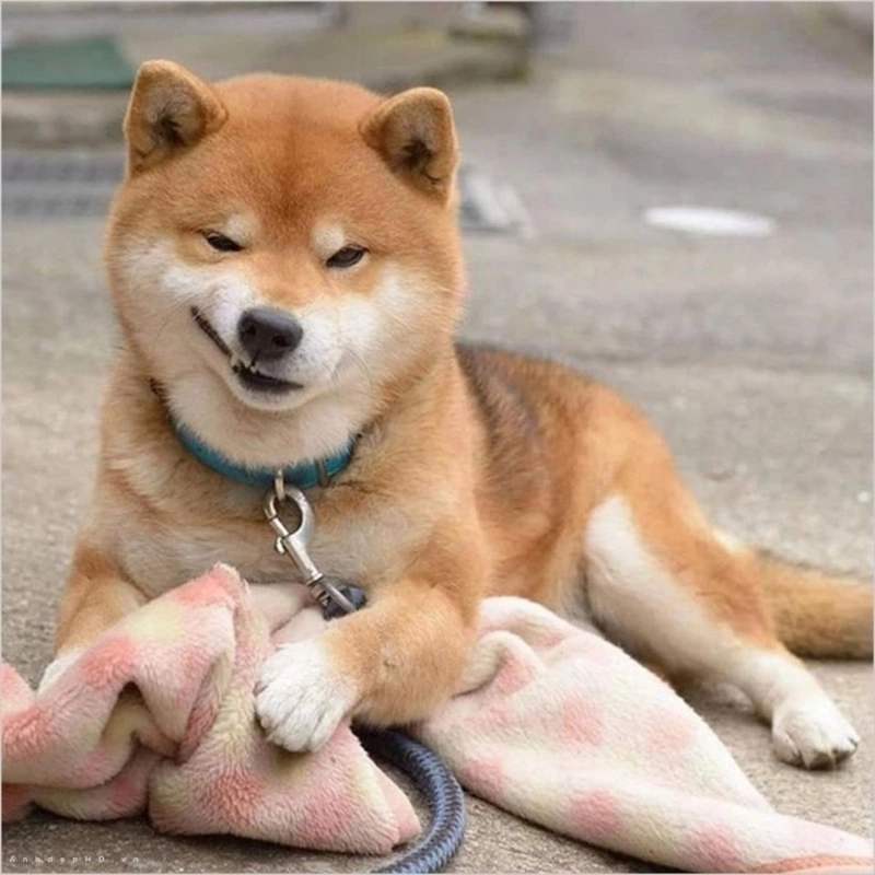 Cà khịa không trượt phát nào từ meme chó cười đểu