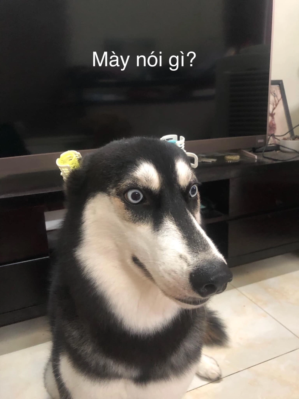 Tinh khiết như tuyết trắng qua hình ảnh meme chó trắng