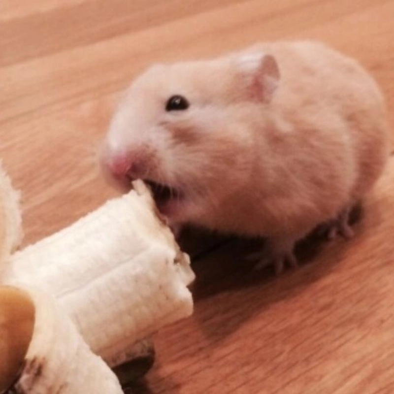 Thấy là yêu với meme chuột hamster ăn chuối thần thái ngút trời