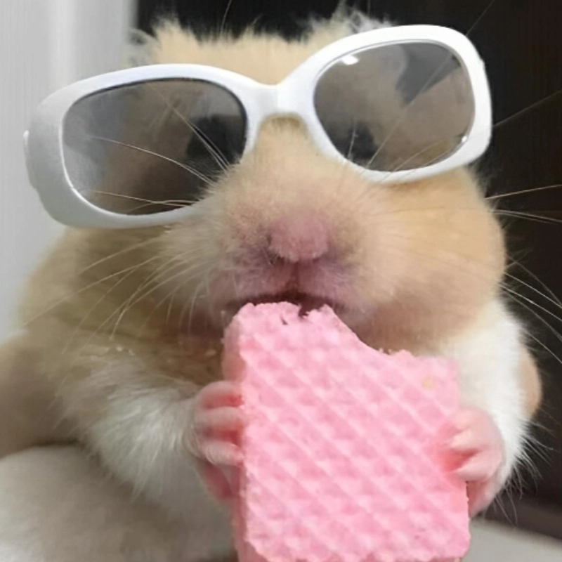 Gặp ngay meme chuột siêu cấp đáng yêu đang viral khắp TikTok