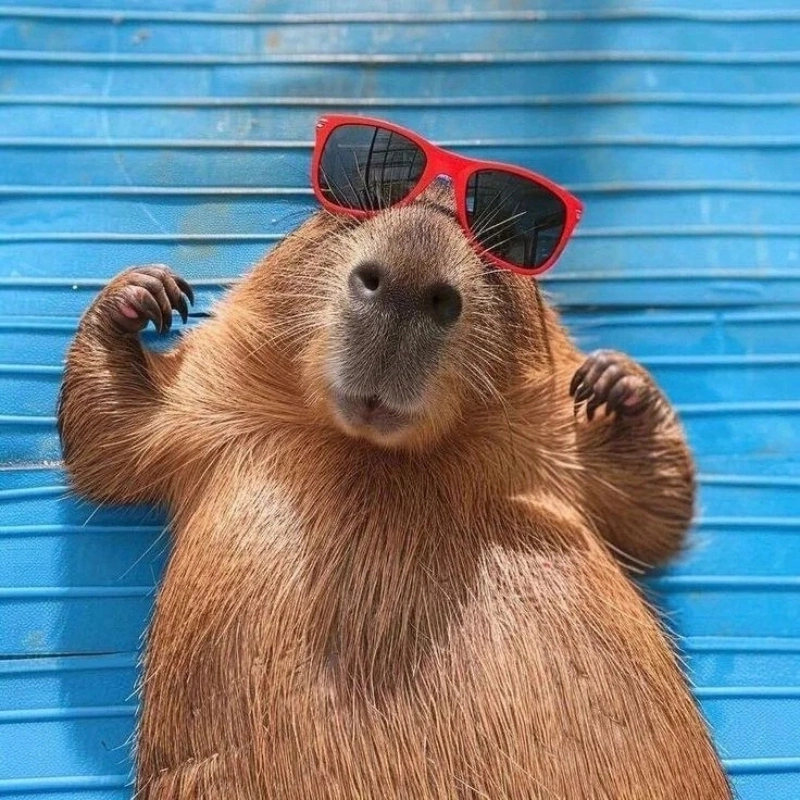 Giao diện mới của capybara chuột lang nước meme gây sốt