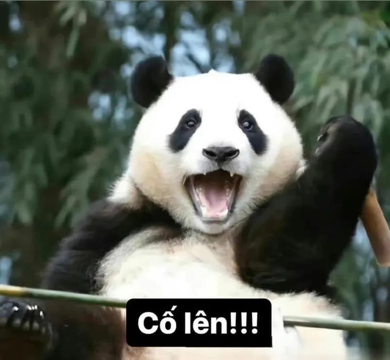 Tiếp năng lượng ngày mới bằng hình ảnh cố lên cực kỳ mạnh mẽ