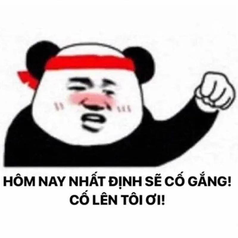Đường đến thành công trải đầy meme nghị lực