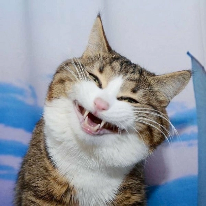Xem là phải lưu ngay ảnh meme mèo cười đểu chất lượng cao
