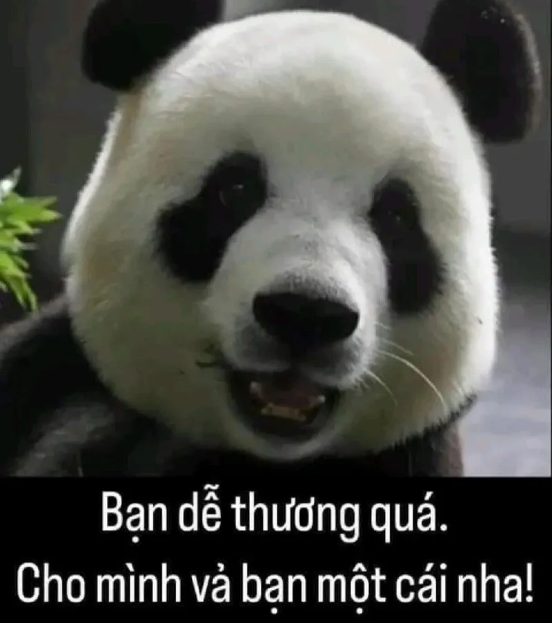 Tổng hợp khia ảnh meme cute gây bão mạng xã hội