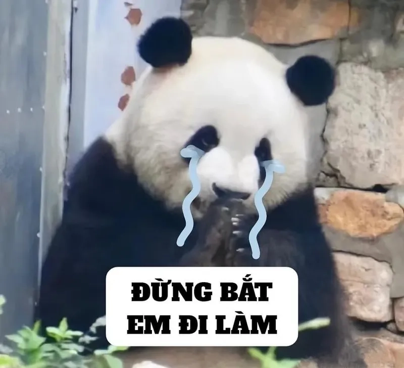 Giải trí nhẹ nhàng với cute meme hài cực kỳ đáng yêu