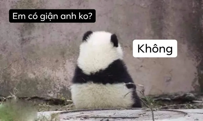 Loạt meme ảnh hài hước cute khiến bạn cười xỉu