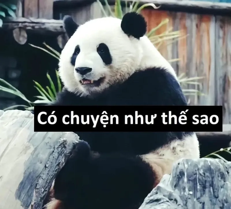 Tâm trạng dỗi cần một chiếc meme dỗi cute an ủi