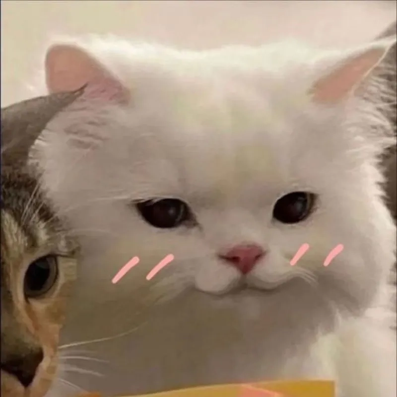 Đáng yêu vô đối là mèo cute meme đang viral