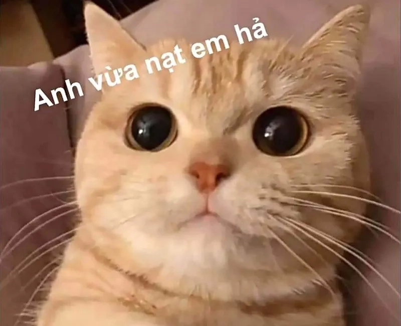 Không thể rời mắt khỏi loạt ảnh meme mèo cute