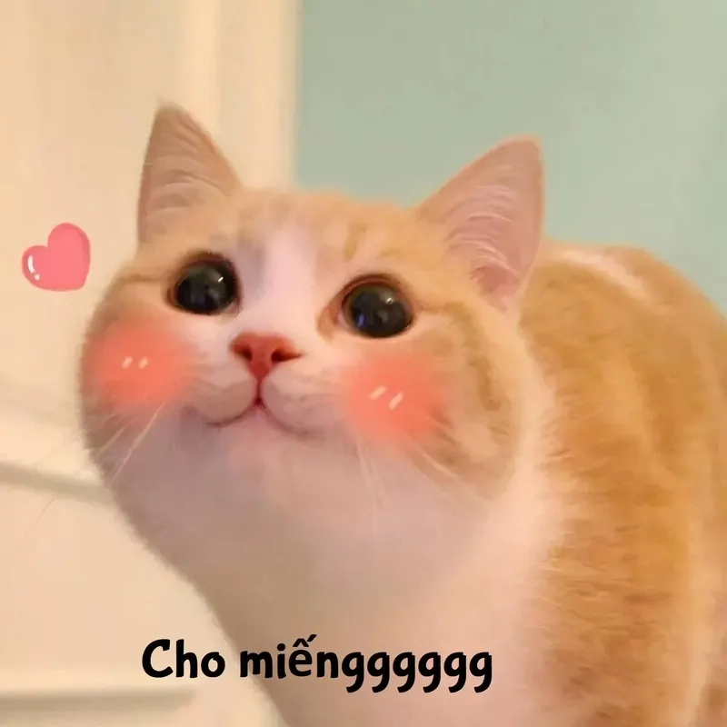 Thêm yêu đời với bộ ảnh mèo cute meme ngọt ngào