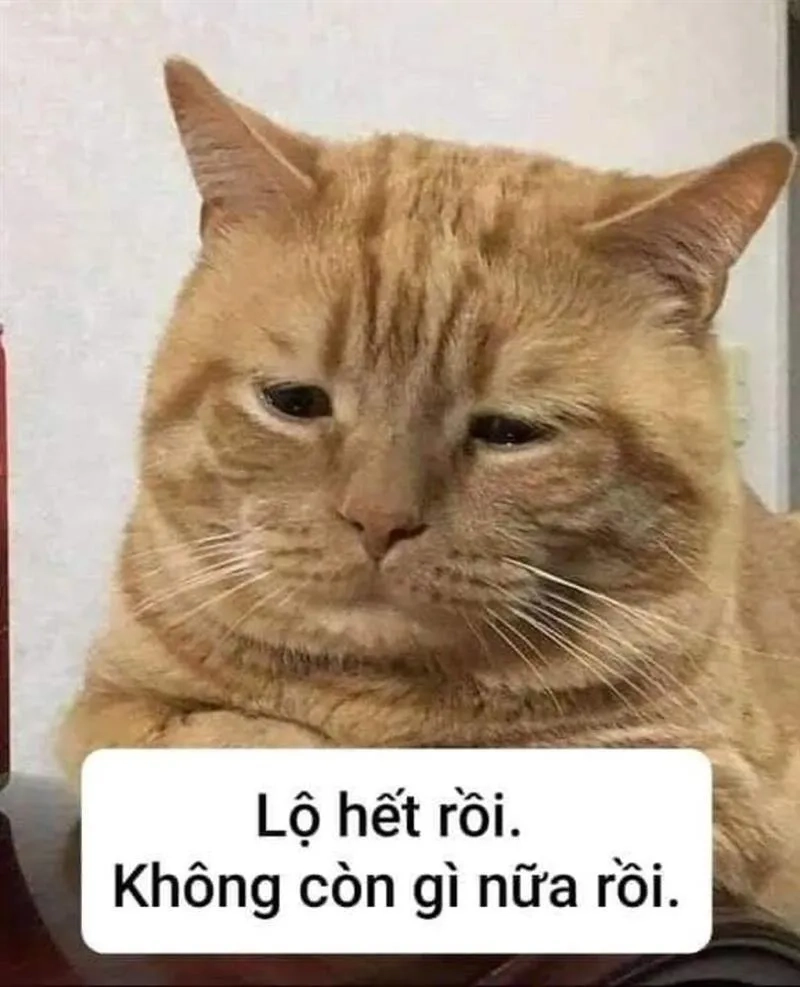 Cười xỉu với khoảnh khắc siêu lầy từ meme cute mèo