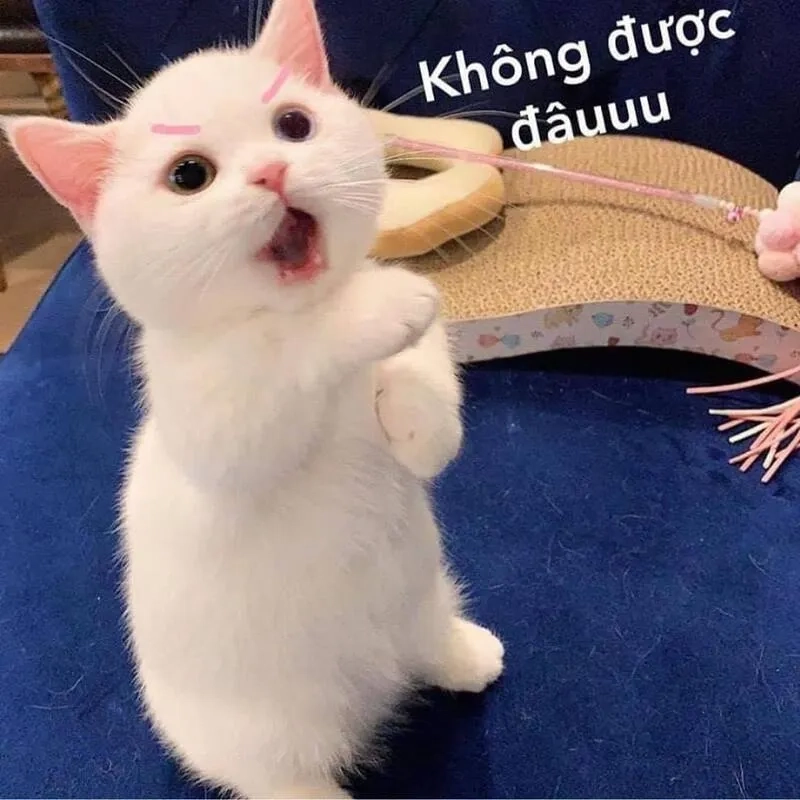 Đưa tâm trạng lên đỉnh cùng meme mèo cute cười cực yêu