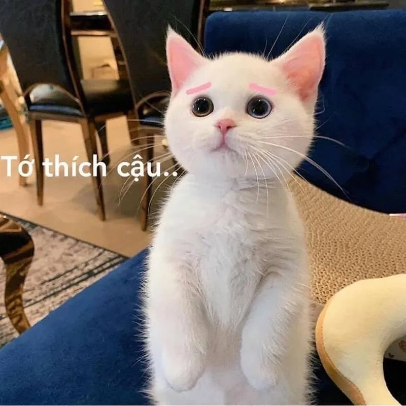 Kết hợp hoàn hảo giữa cute meme mèo cute và sự bá đạo