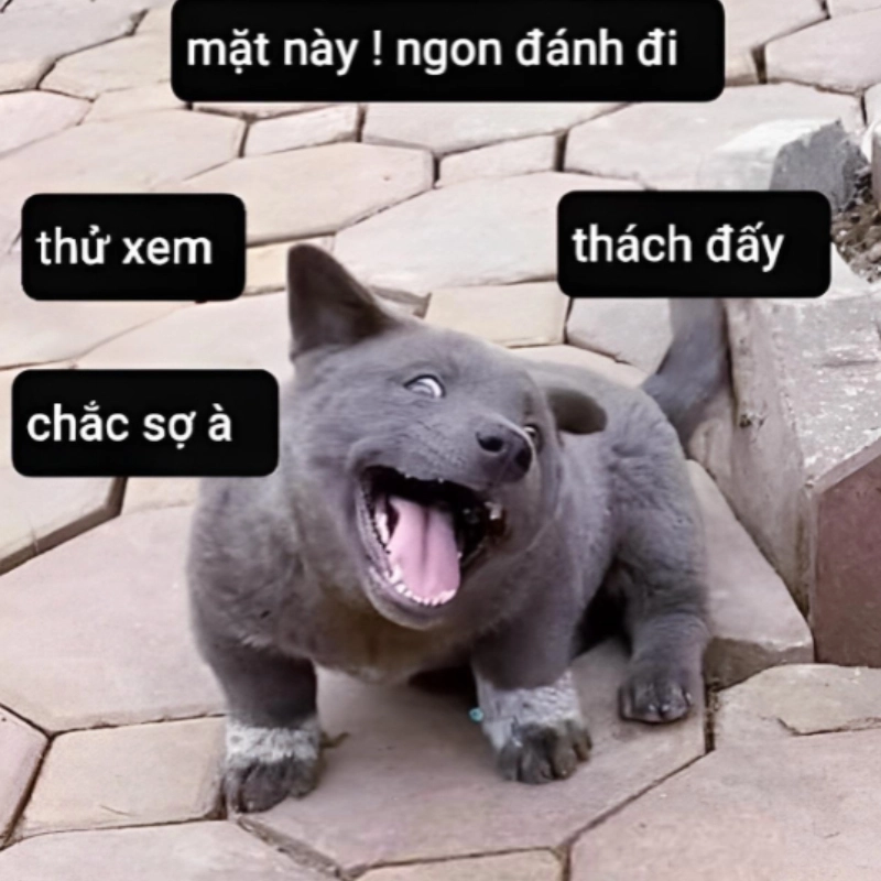 Nhìn thôi cũng cười với bộ meme mặt hài không góc chết