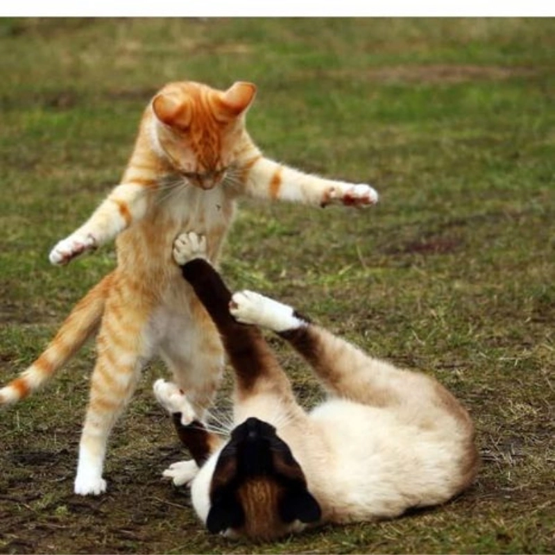Gặp nhau là combat với loạt hài đánh nhau cực kỳ bá đạo