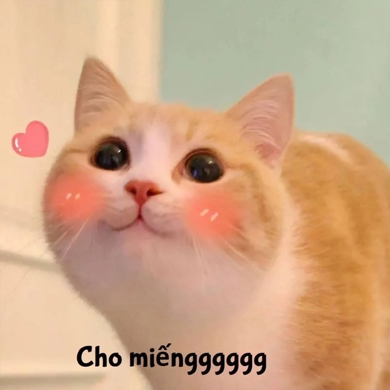 Gặp meme con mèo dễ thương này là hết buồn