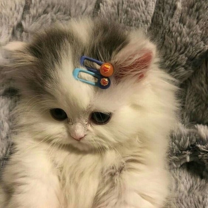 Dễ thương gấp đôi trong meme mèo meme dễ thương