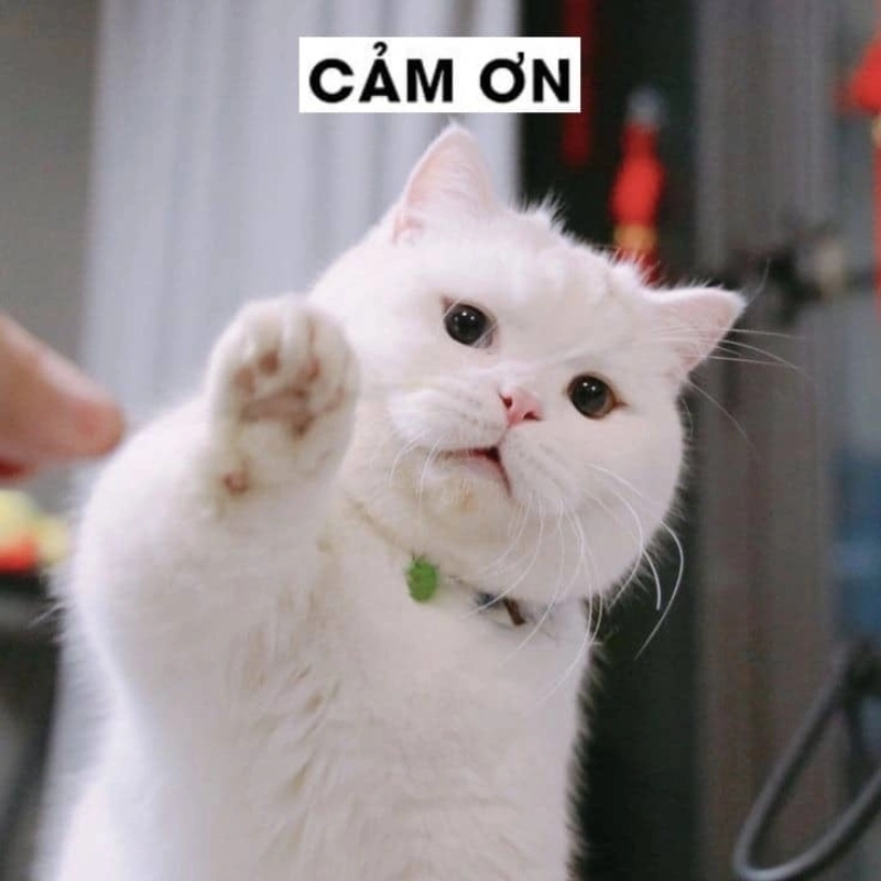 Mở đầu câu chuyện bằng meme xin chào dễ thương
