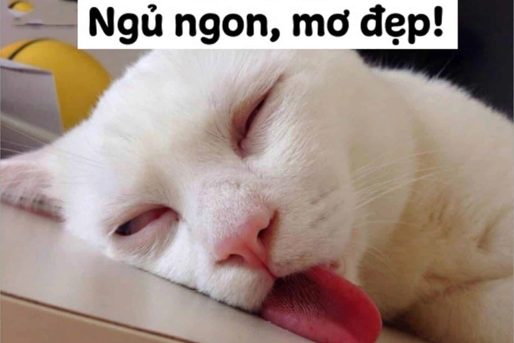 Dễ thương đỉnh cao với meme chúc ngủ ngon dễ thương