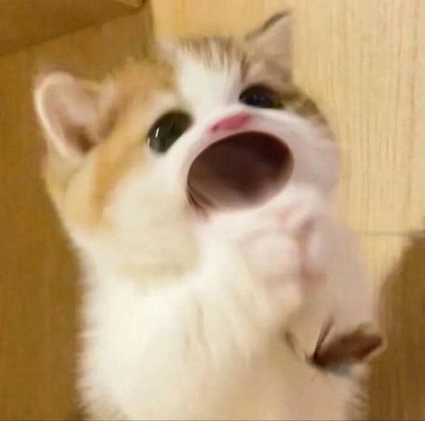 Khoe ảnh meme con mèo há miệng để tăng tương tác liền