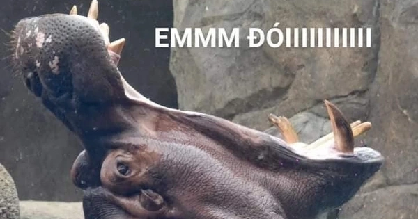 Biểu cảm đỉnh cao của hà mã há miệng meme cực bựa